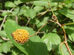 Image of Gymnosporangium globosum (Farl.) Farl. 1886