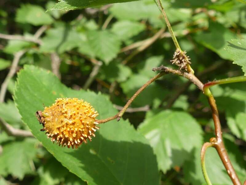 Image of Gymnosporangium globosum (Farl.) Farl. 1886