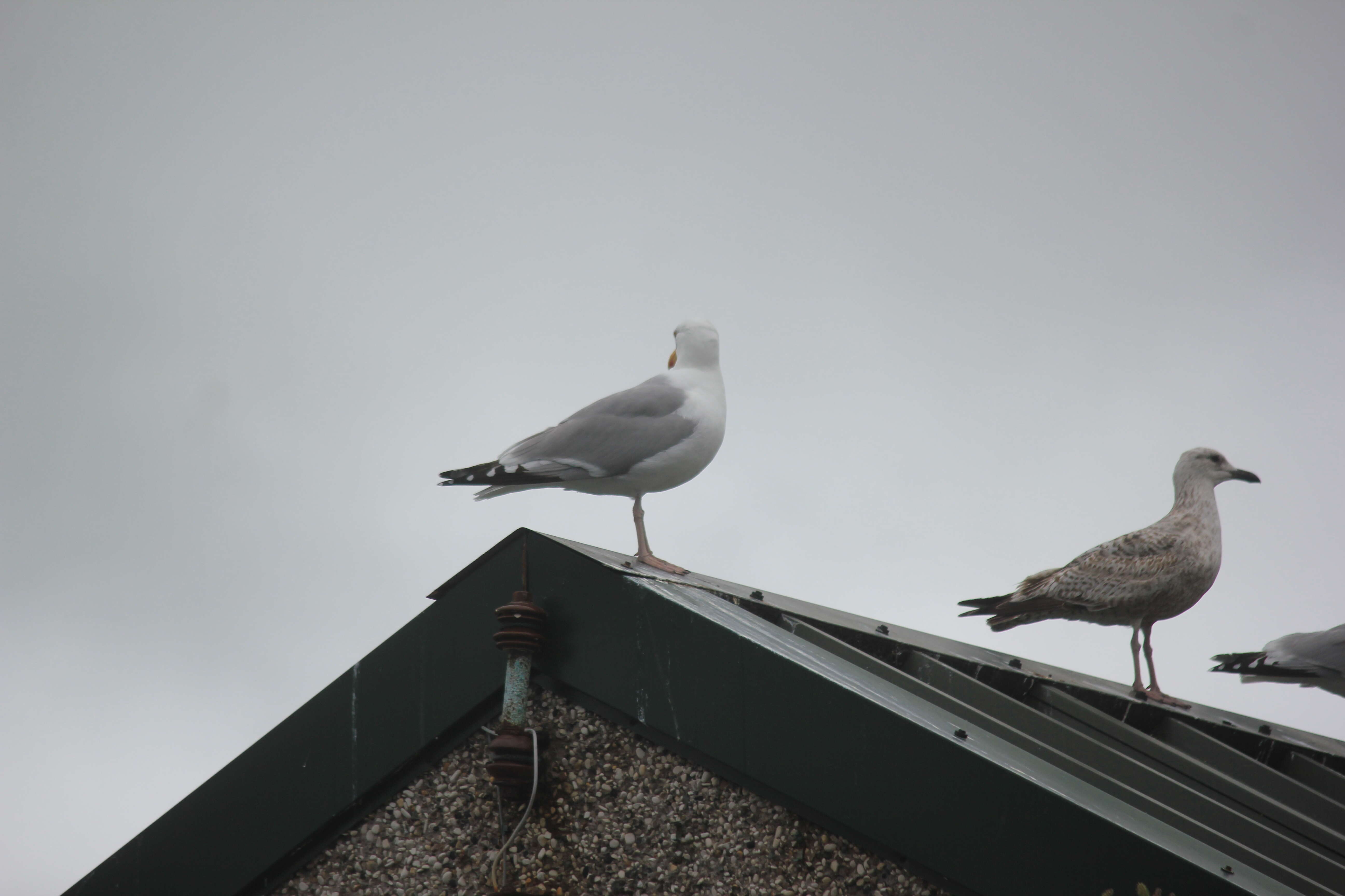 Image of European Herring Gull