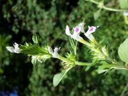 Image of Downy Hemp Nettle