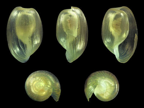 Image of Haminoea hydatis (Linnaeus 1758)