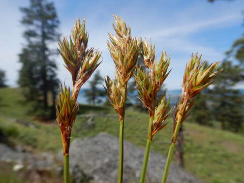 صورة Carex petasata Dewey