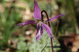 Image of Dog tooth lily