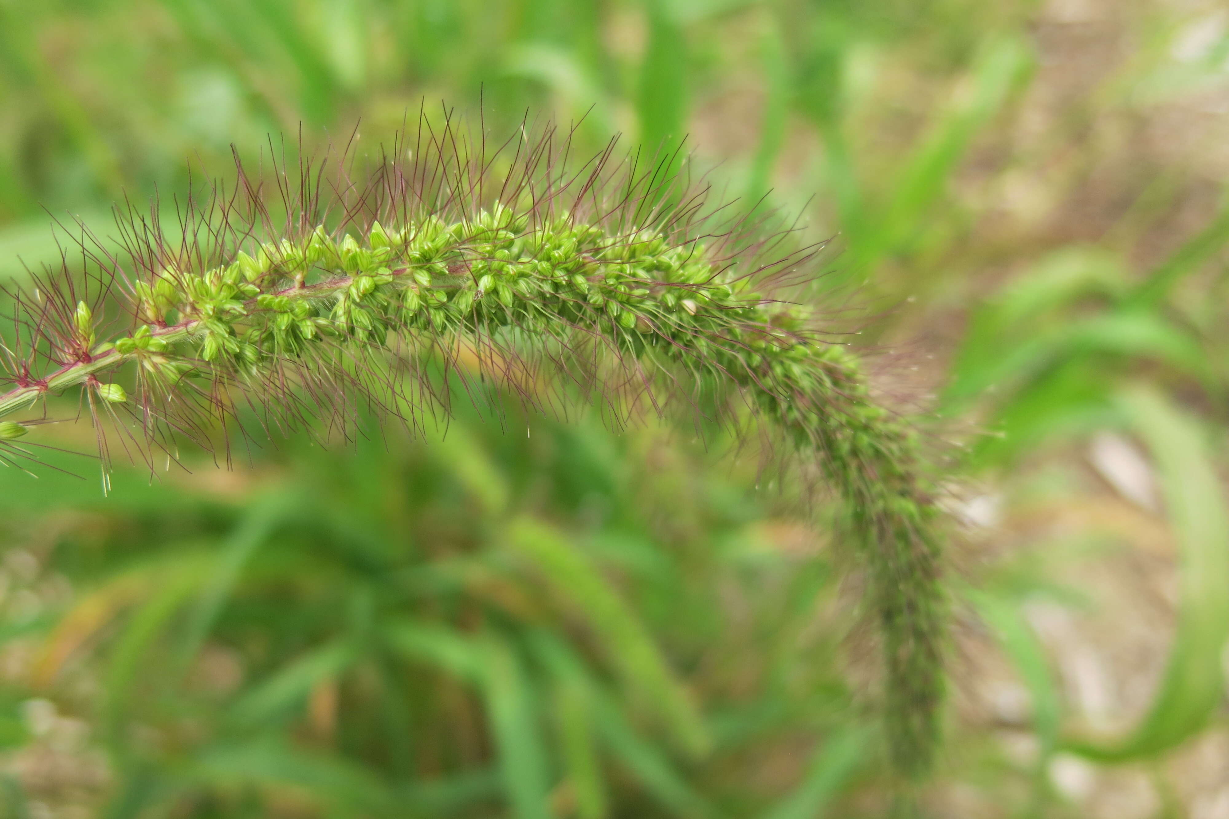 Imagem de Setaria viridis (L.) P. Beauv.