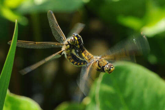 Image of Four-spotted Chaser