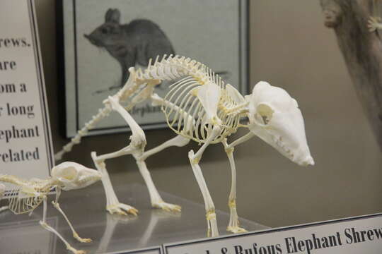 Image of Black and Rufous Elephant Shrew