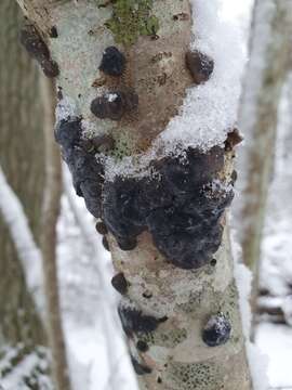 Image of Black Witches' Butter