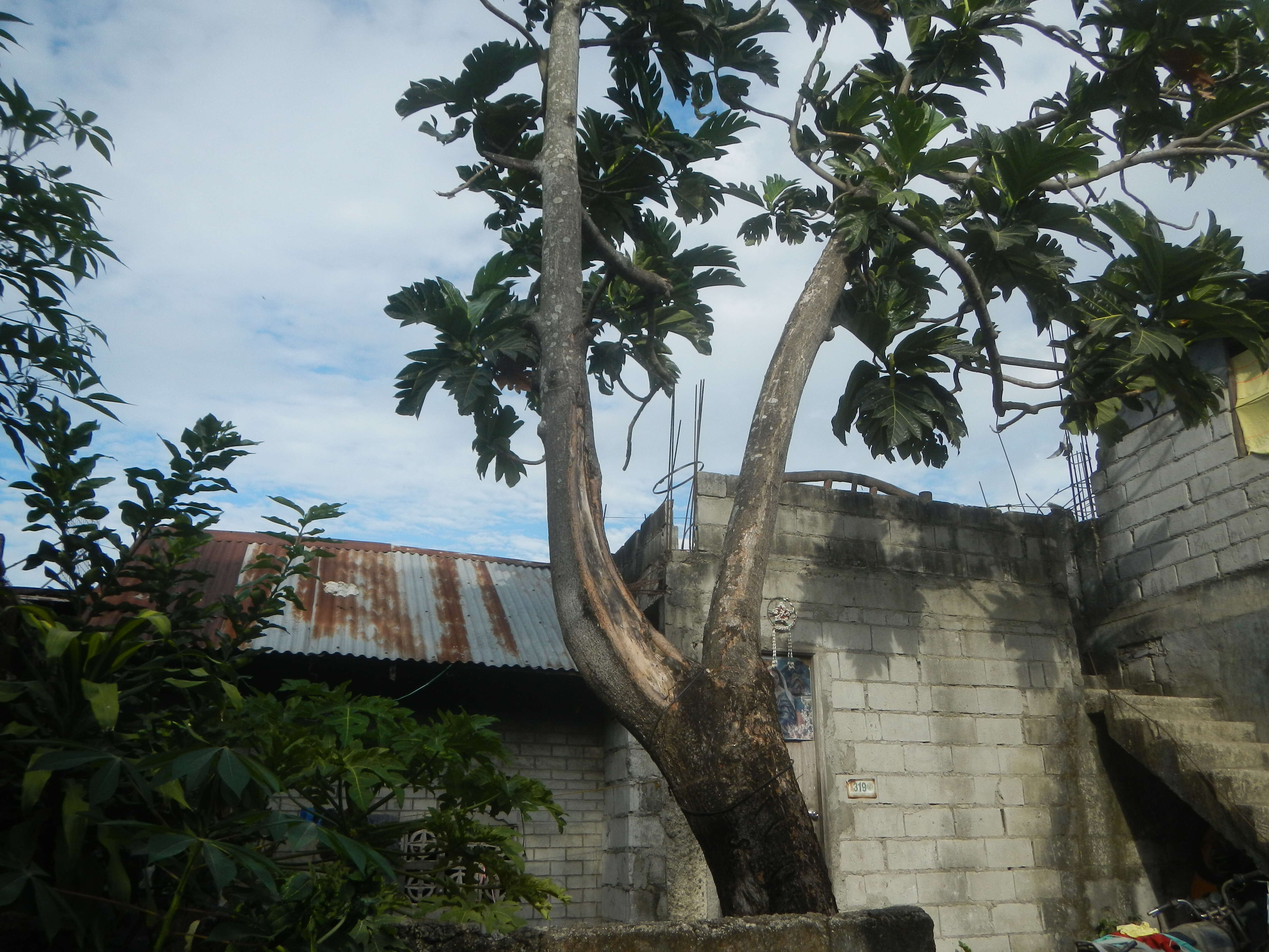 Image de Arbre à pain