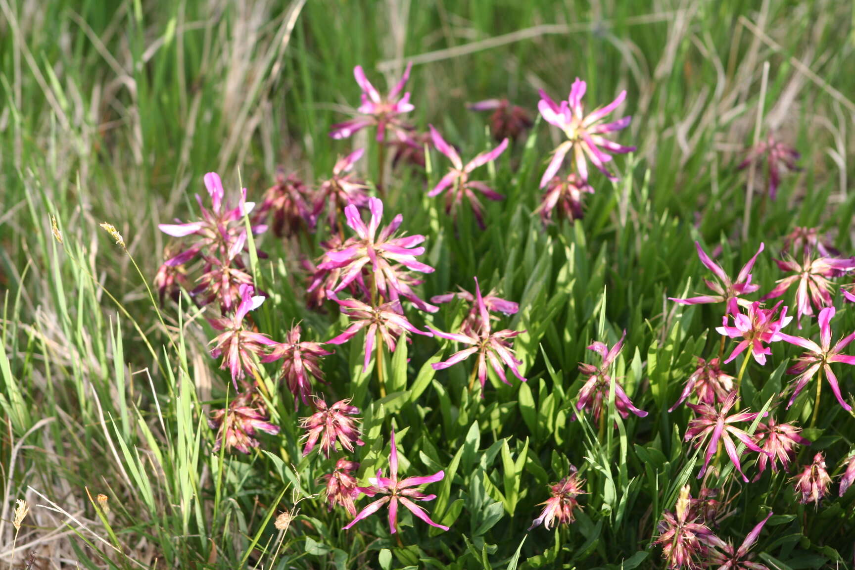 Image of alpine clover