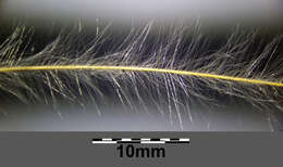 Image of European feather grass