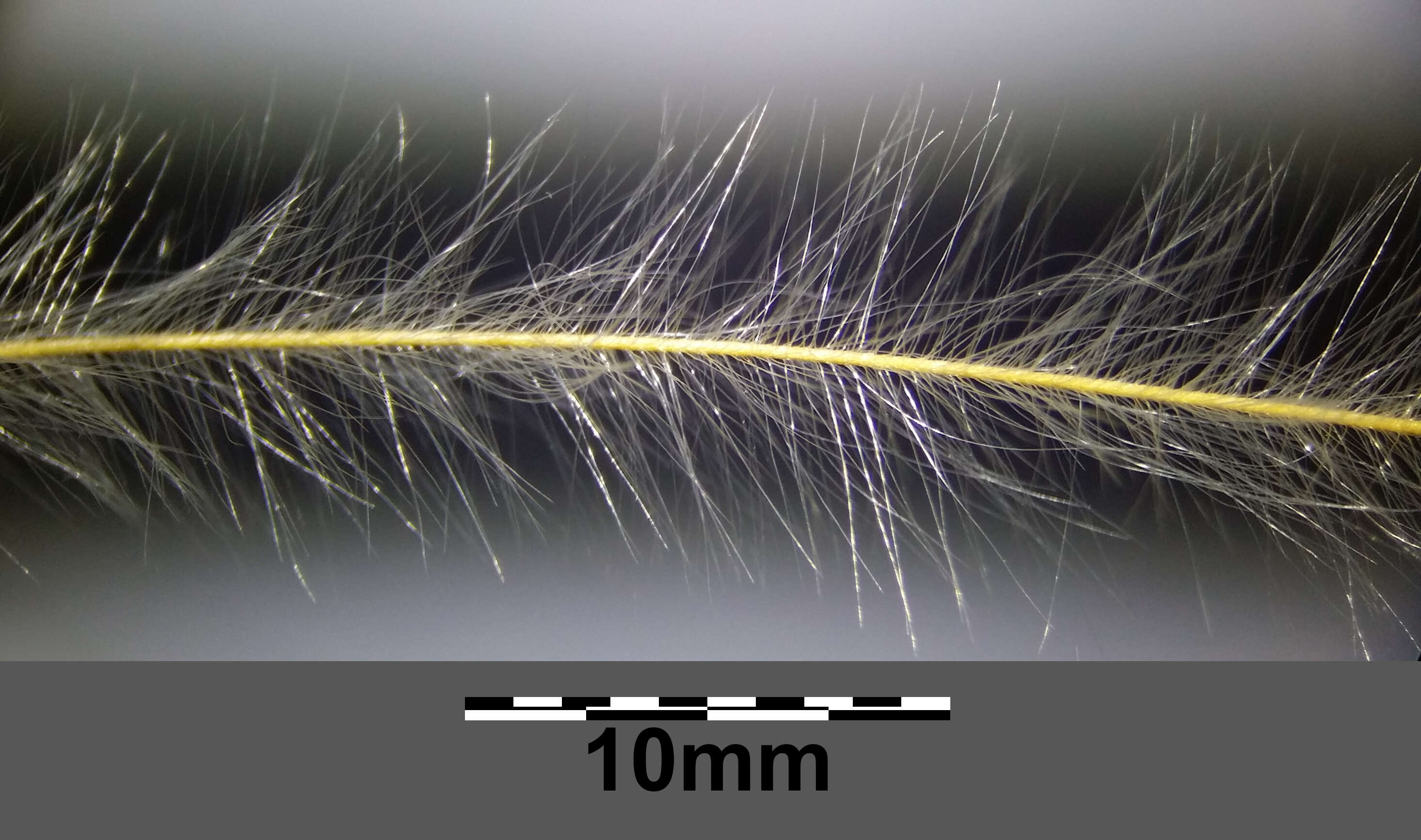 Image of European feather grass