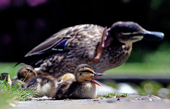 Image of Grey Duck