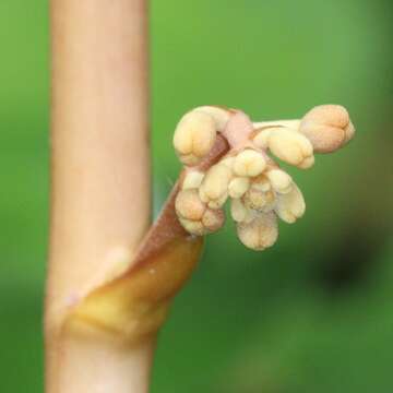 Image of Cyrtosia septentrionalis (Rchb. fil.) Garay