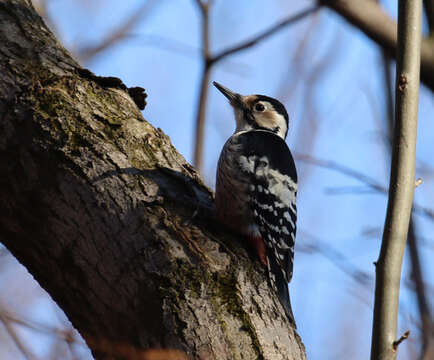 Image of White-backed Woodpecker