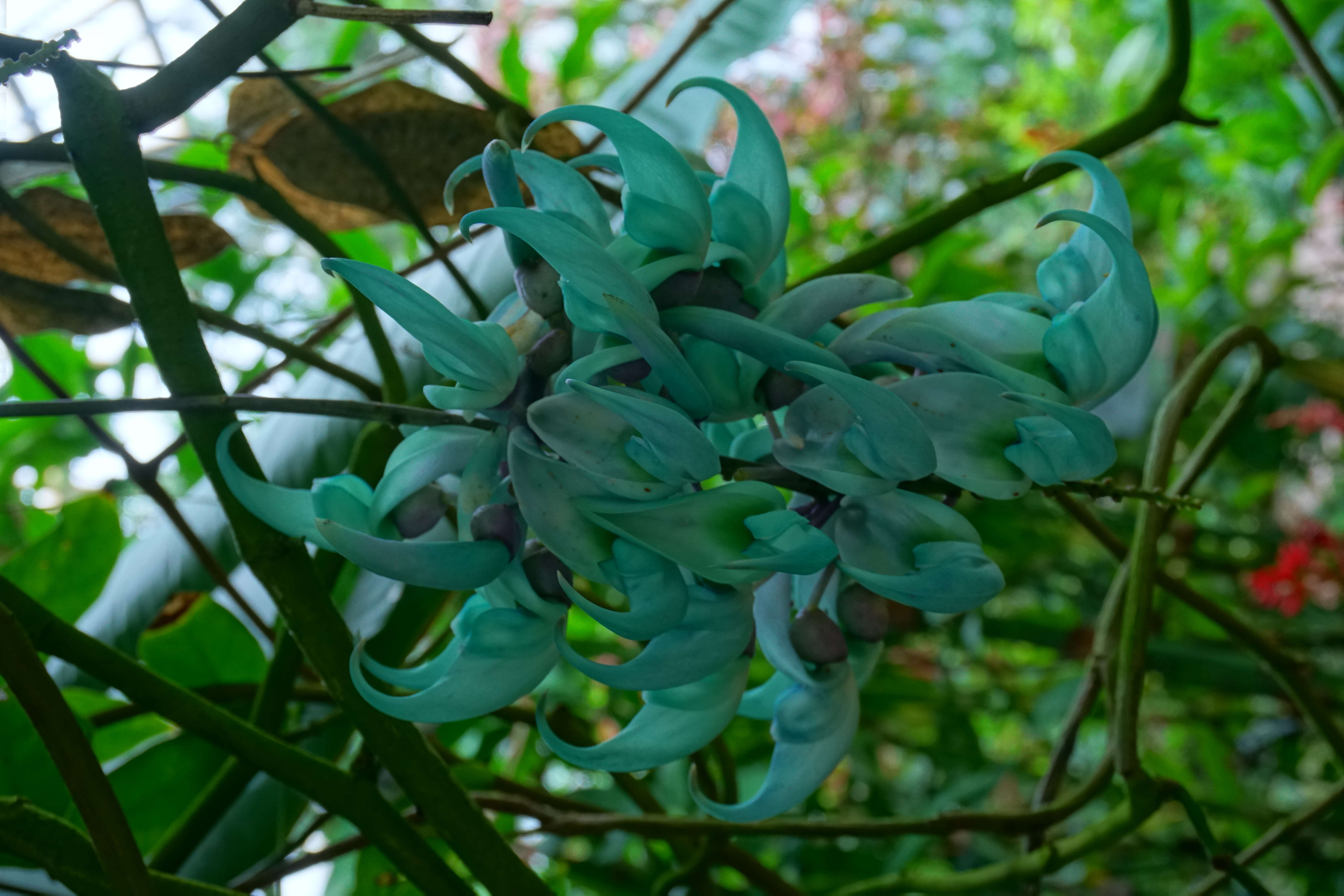 Image of Jade Vine