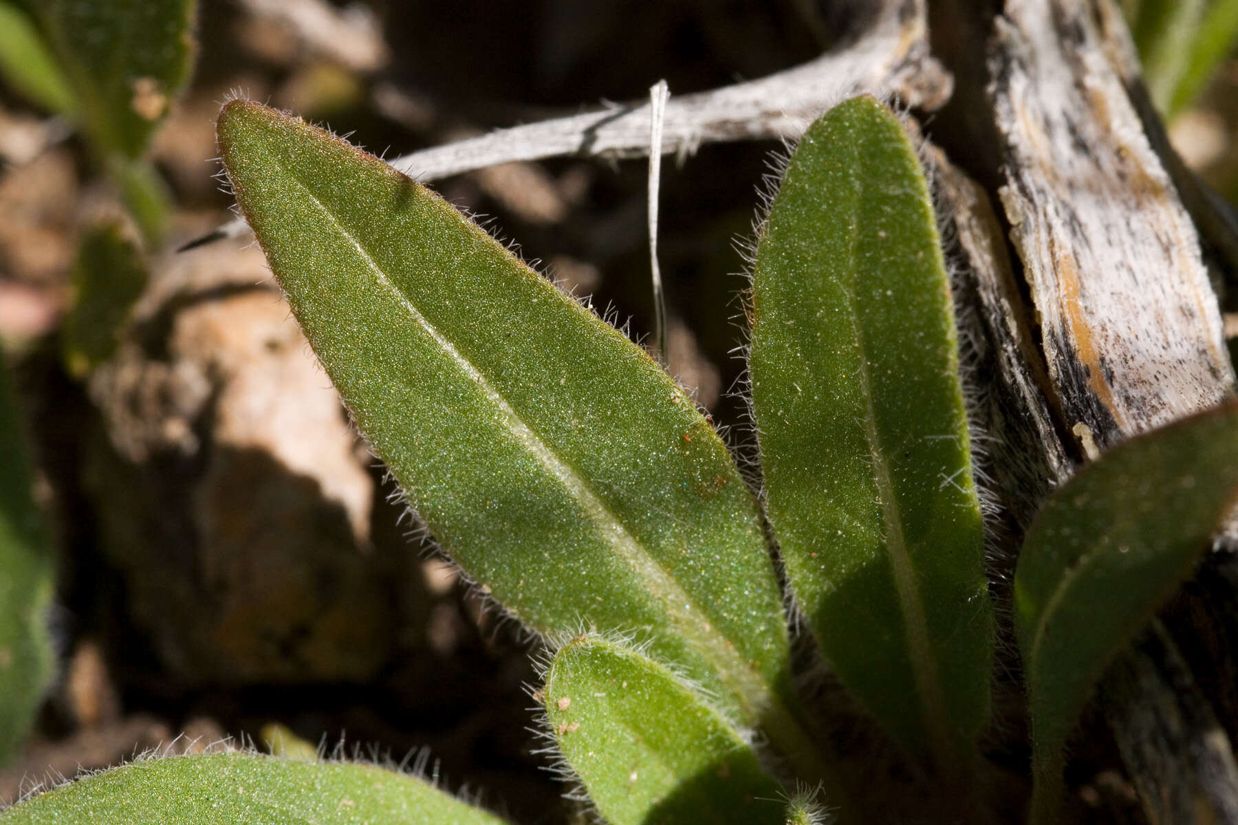 Imagem de Oenothera primiveris A. Gray