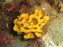 Image of crumpled duster sponge