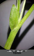 Слика од Viola mirabilis L.