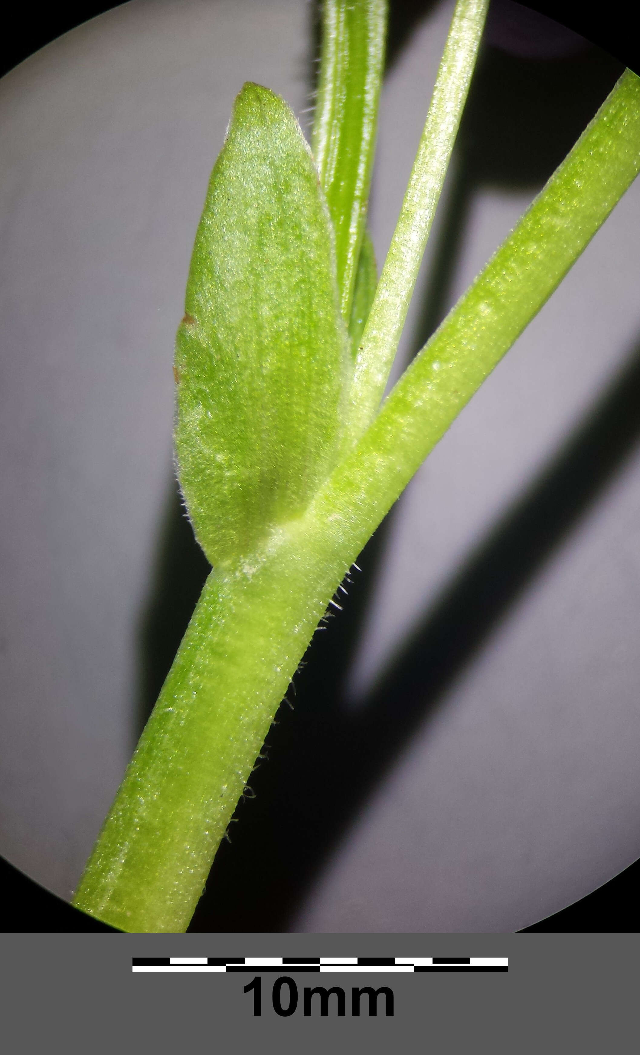 Слика од Viola mirabilis L.