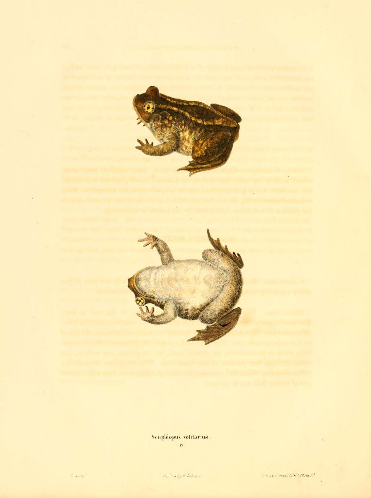 صورة Scaphiopus holbrookii (Harlan 1835)