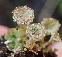 Image of cup lichen