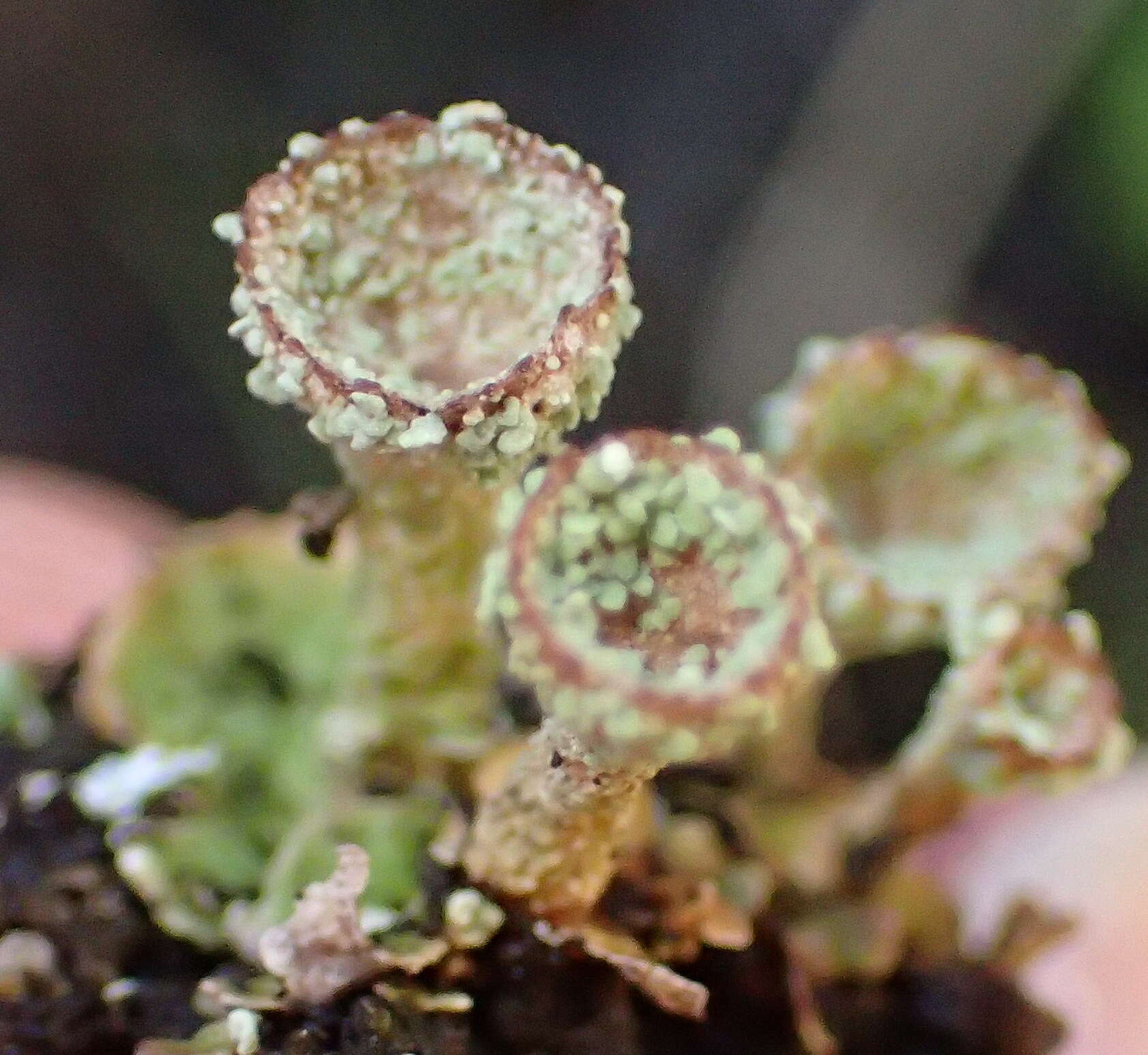 Image of cup lichen