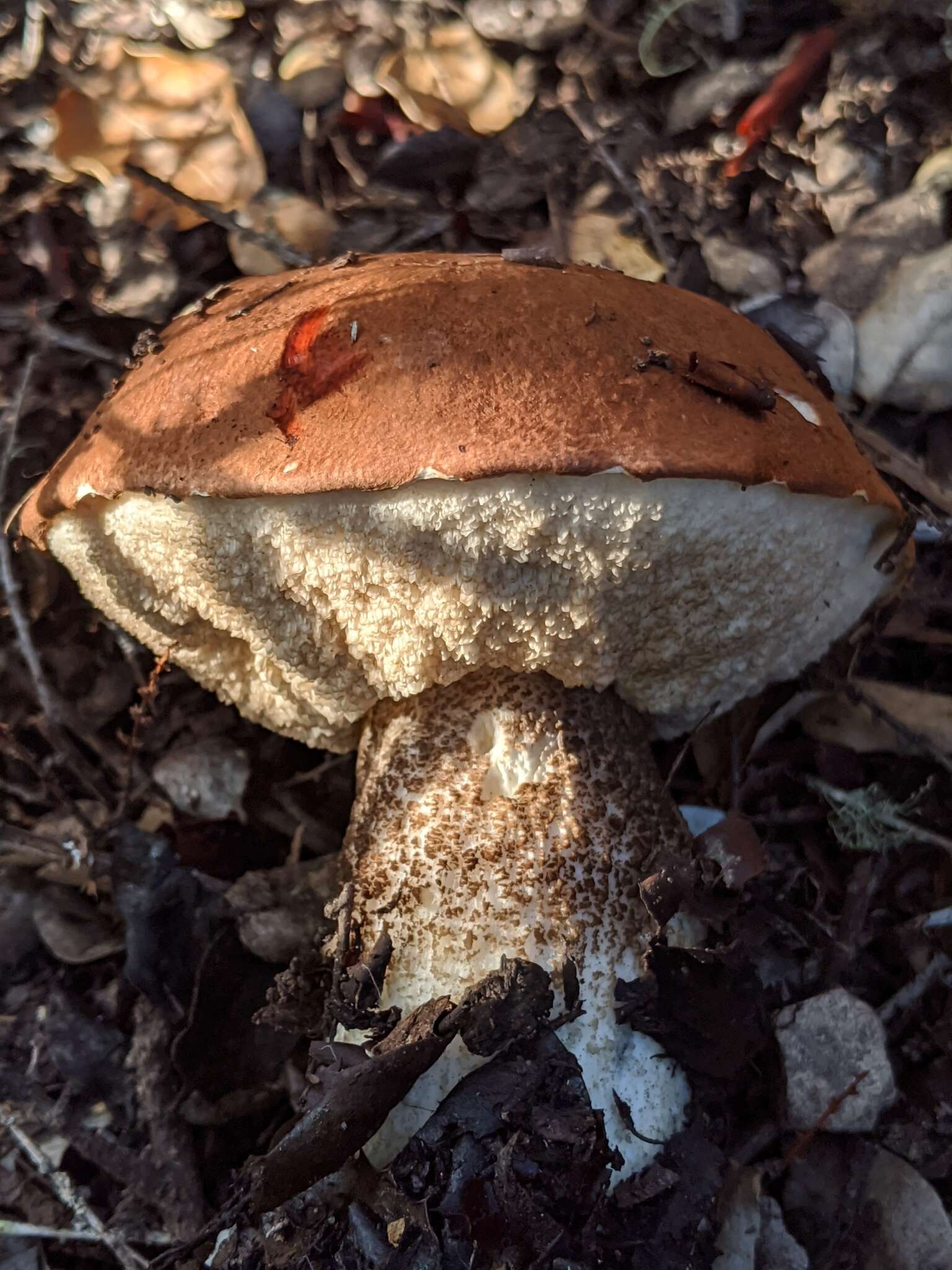 Image of Leccinum manzanitae Thiers 1971