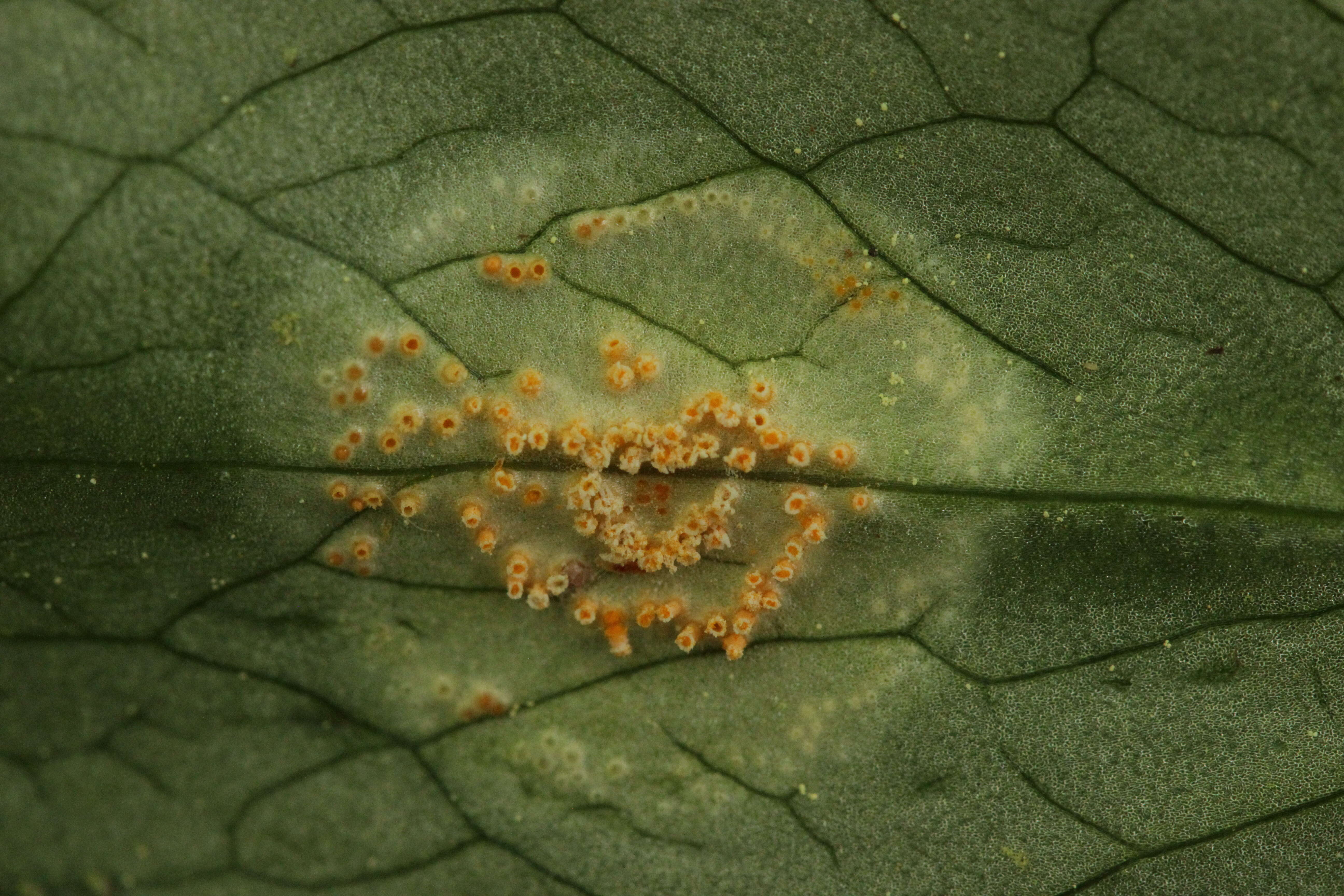 Imagem de Puccinia sessilis J. Schröt. 1870