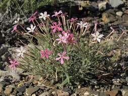 Image of cold-desert phlox