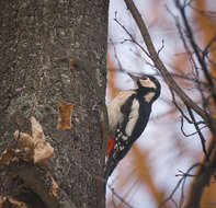 Image of Great Spotted Woodpecker