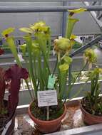 Image of Green Pitcherplant