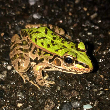 Image of Daruma Pond Frog (rana Porosa Brevipoda)