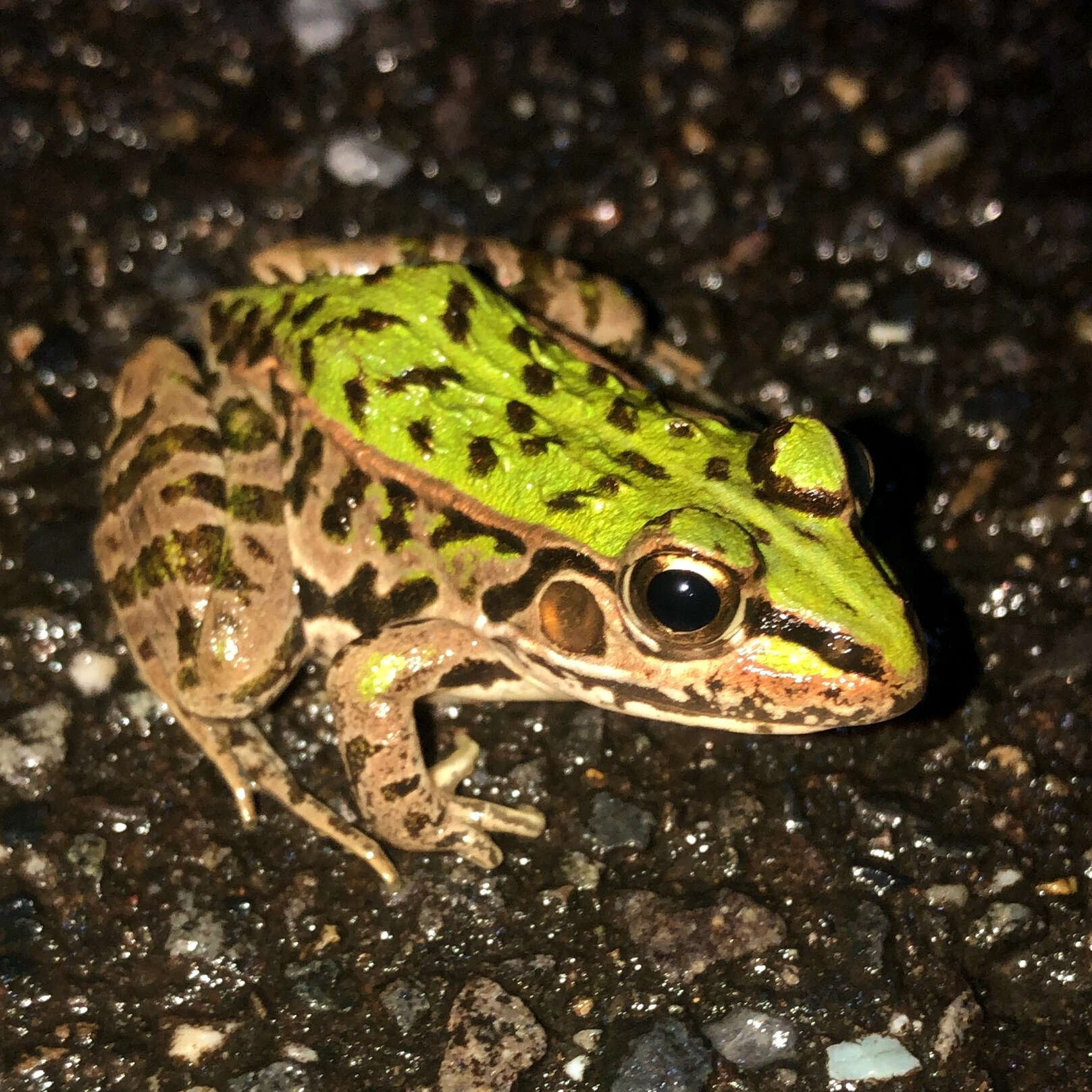 Image de Pelophylax porosus (Cope 1868)