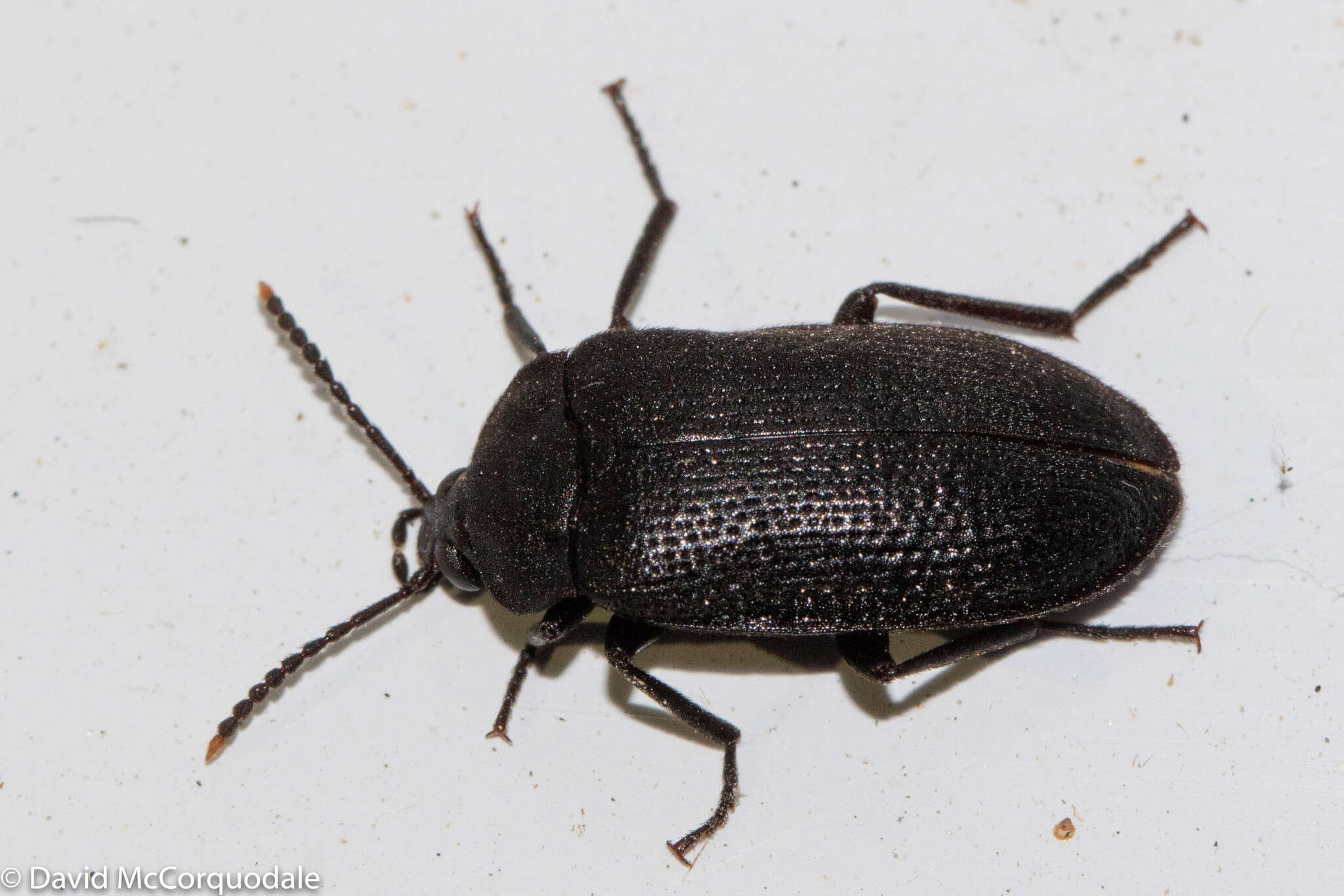 Image of Velvety Bark Beetle