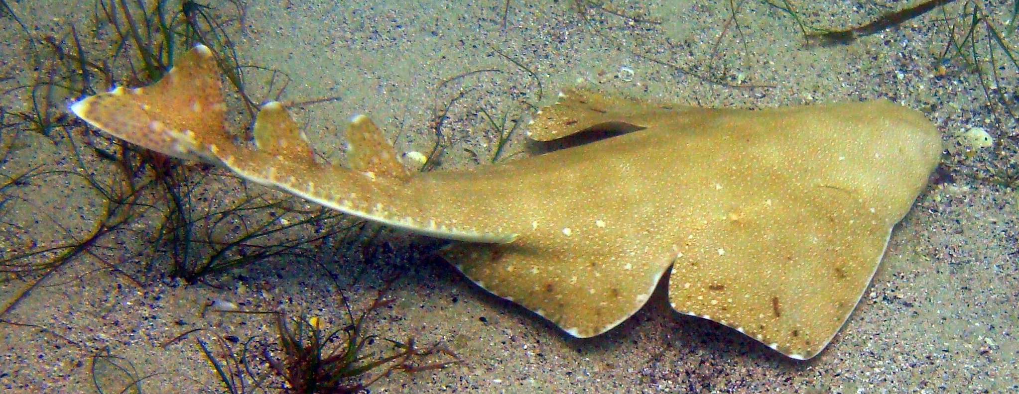 Image de Ange de mer australien