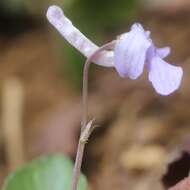 Imagem de Viola rostrata Pursh