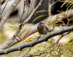 Image of Psaltriparus Bonaparte 1850