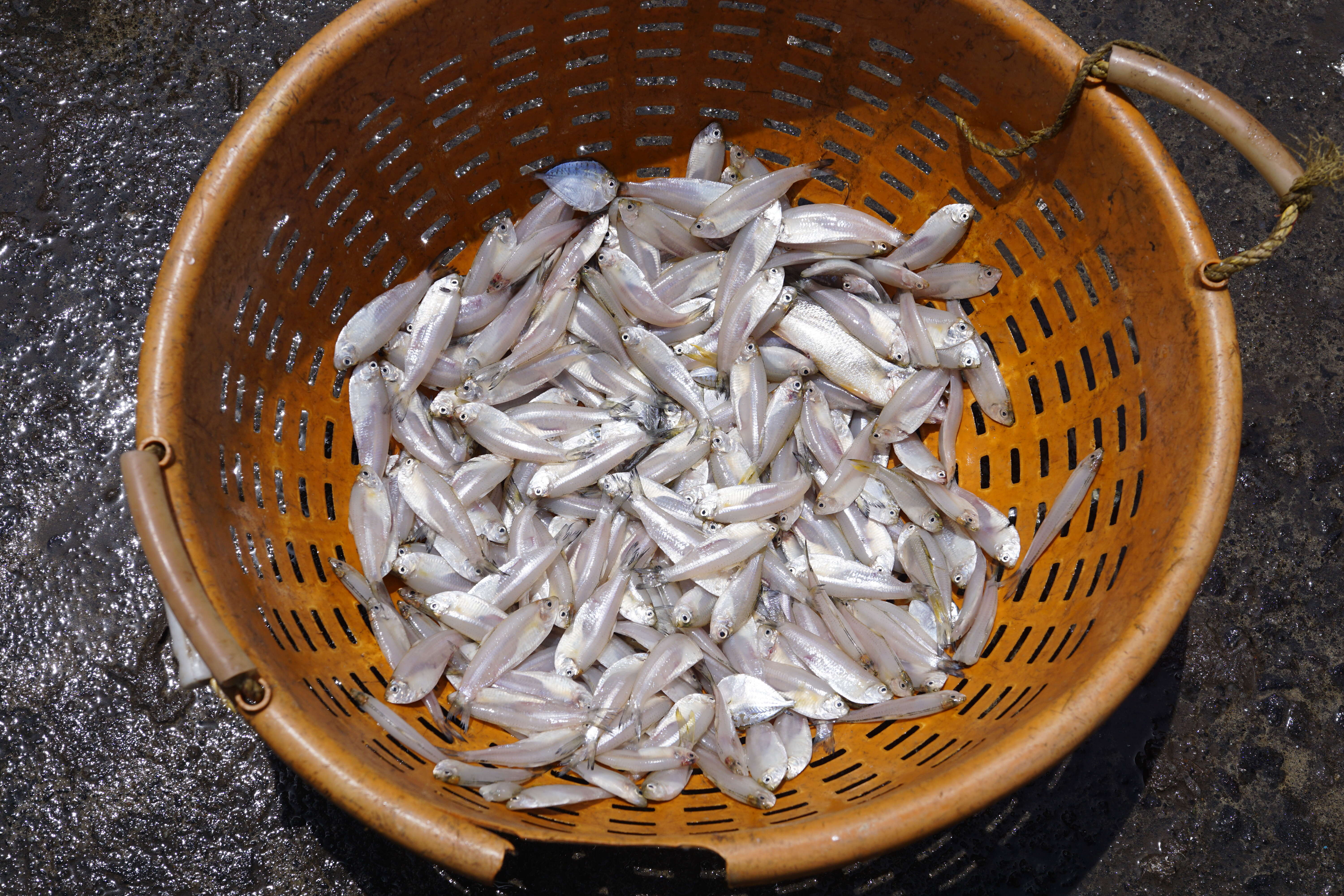 Image of mackerels