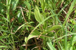 Слика од Pecteilis gigantea (Sm.) Raf.