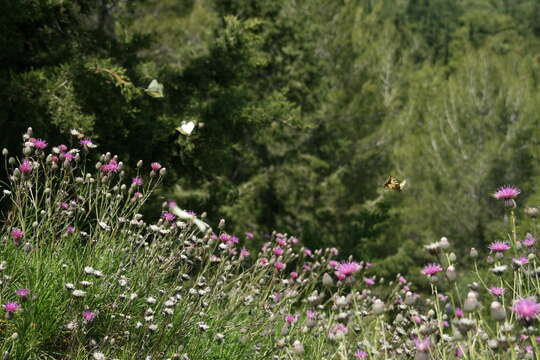 Image of cabbage butterfly