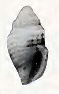 Image of Venustoma lacunosa (Gould 1860)