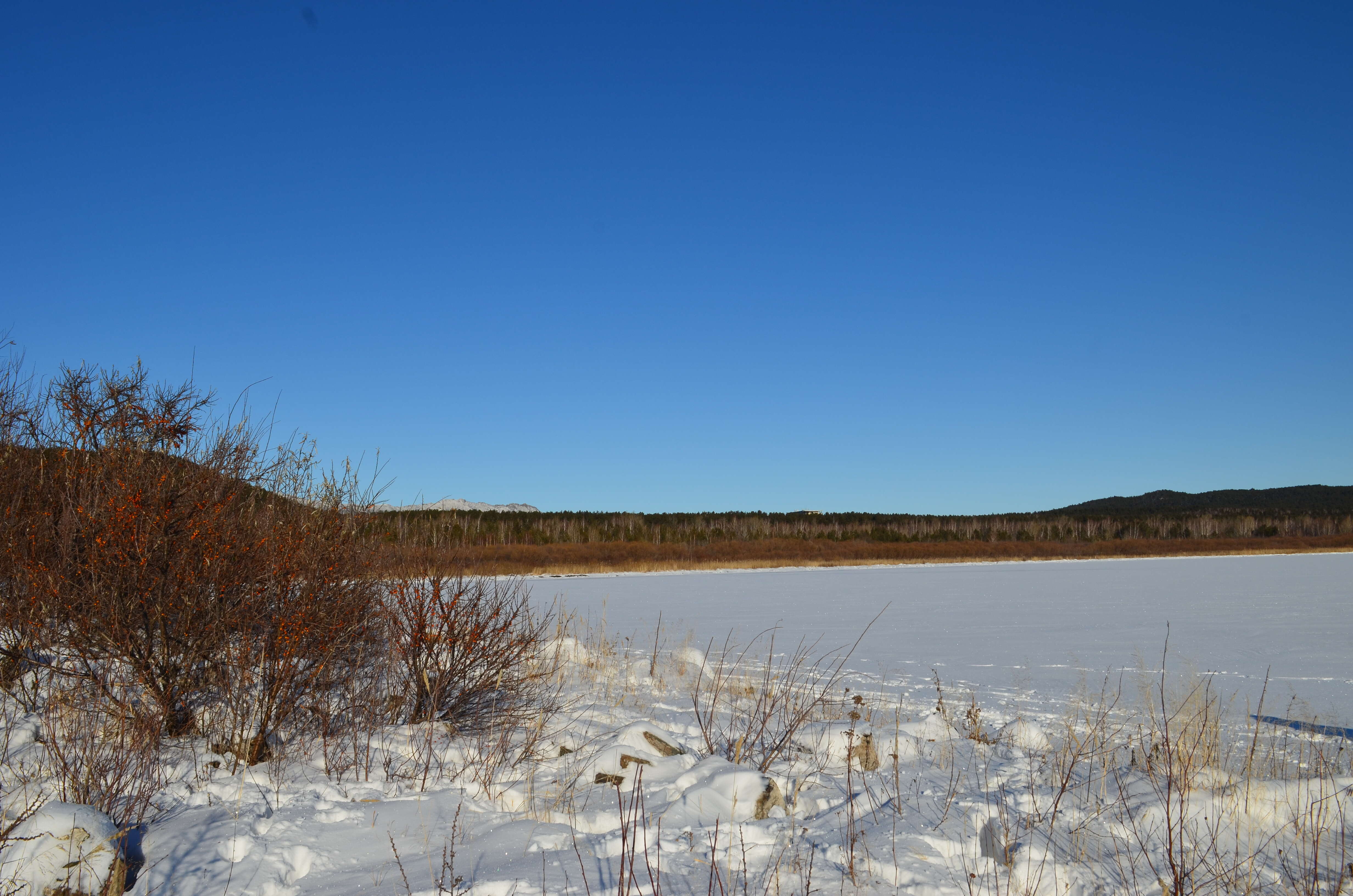 Image of Sea-buckthorn