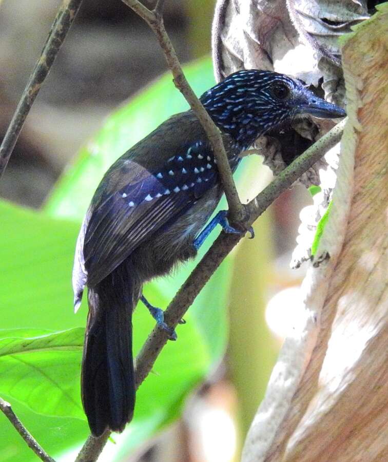 Image of Black-hooded Antshrike