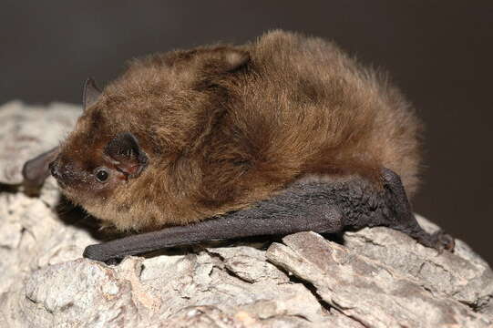 Image of soprano pipistrelle, pygmy pipistrelle