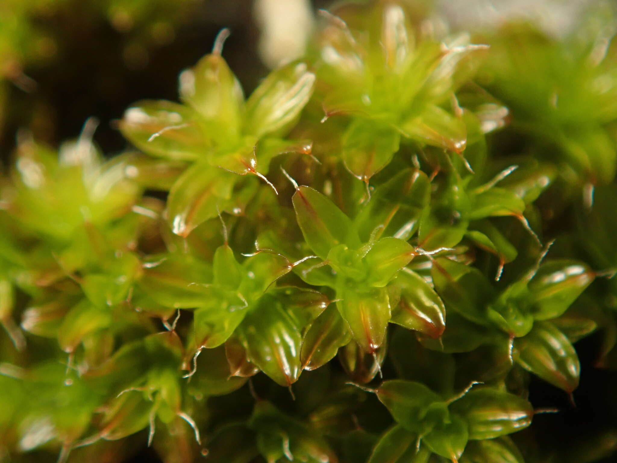 Image of great hairy screw-moss