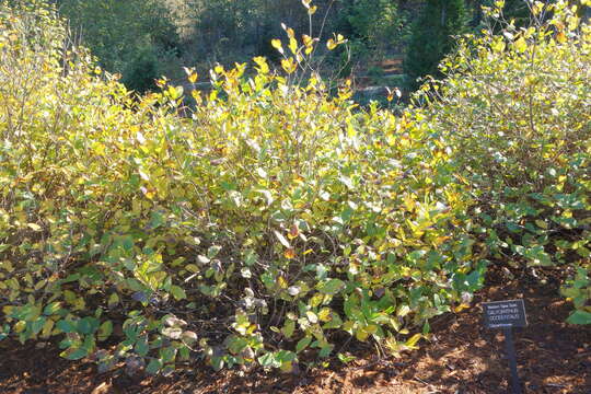 Image of western sweetshrub