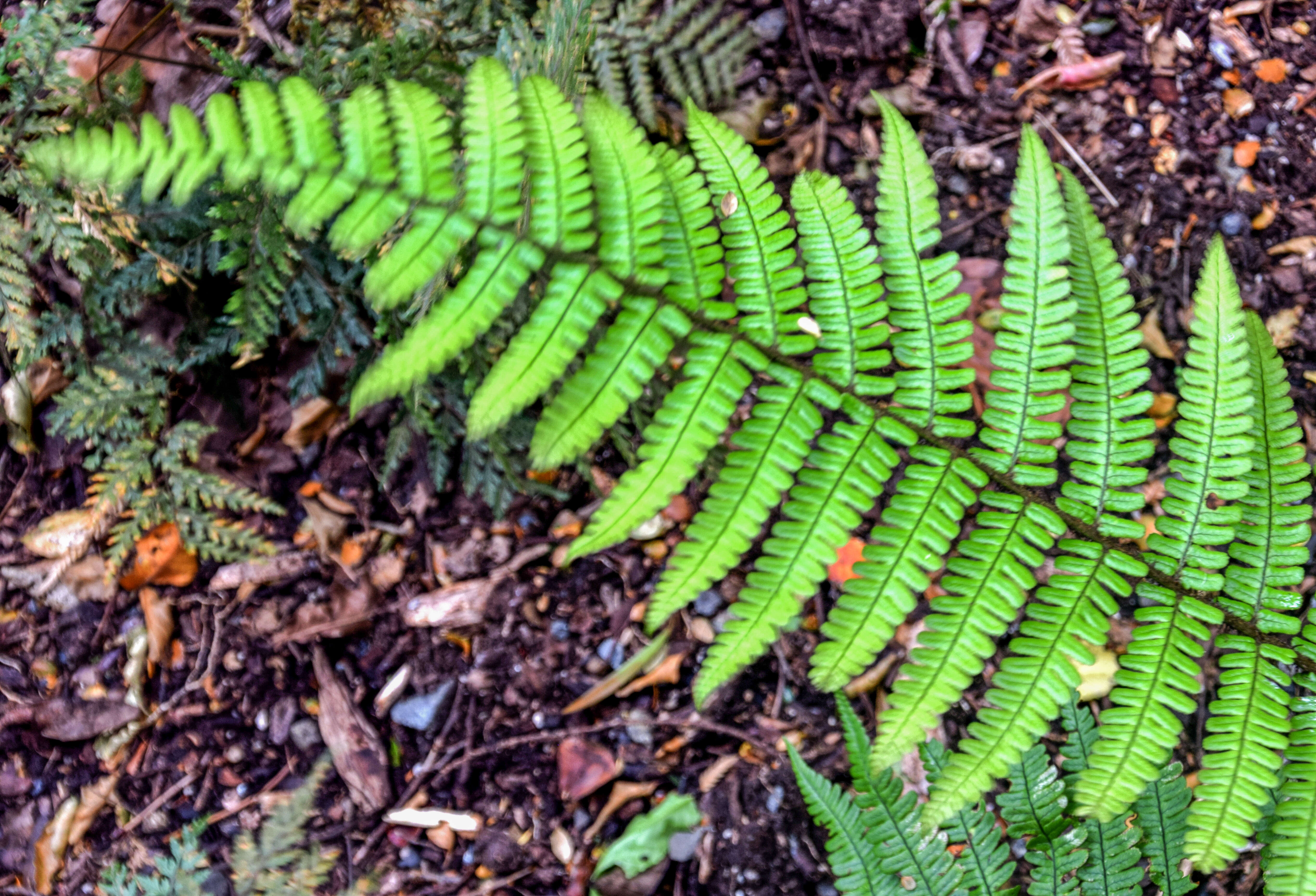 Image of alpine woodfern