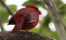 Image of Cardinalis Bonaparte 1838