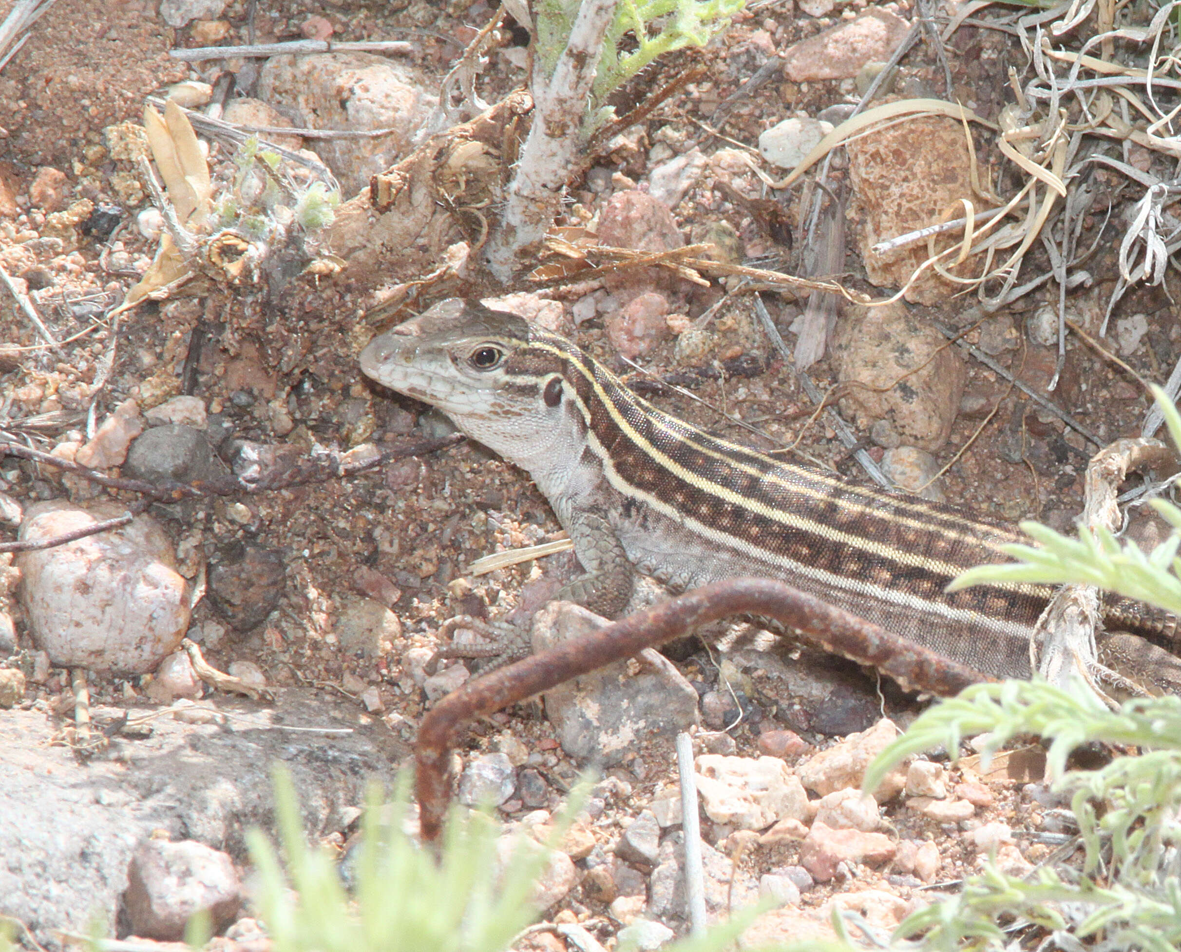 Image of Sonoran Spotted Whiptail