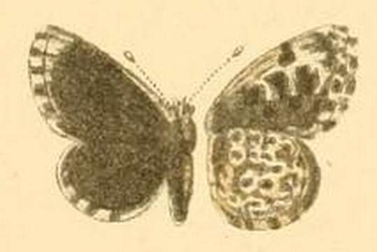 Sivun Praephilotes anthracias (Christoph 1877) kuva